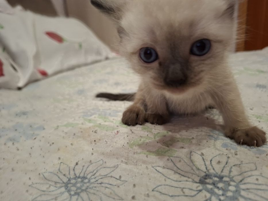 Сиамский котенок
