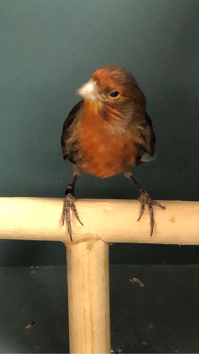 Канарейка (кенор) самец