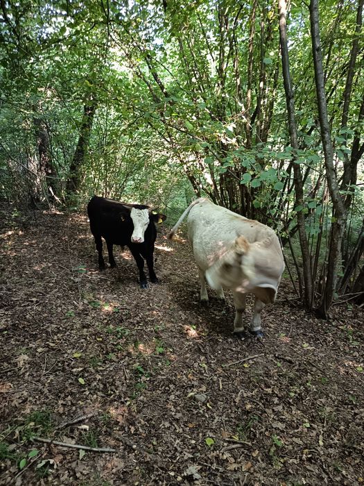 Vând jurincă a fata gestanta in luna a noua