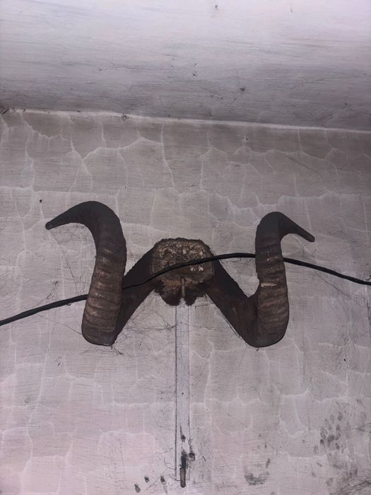 Рога горного архара