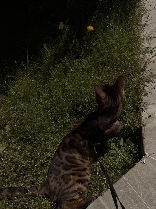 продам бегальскую кошку