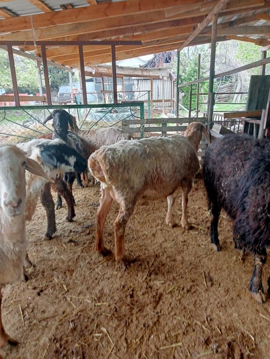 Қой тоқты. Бараны .