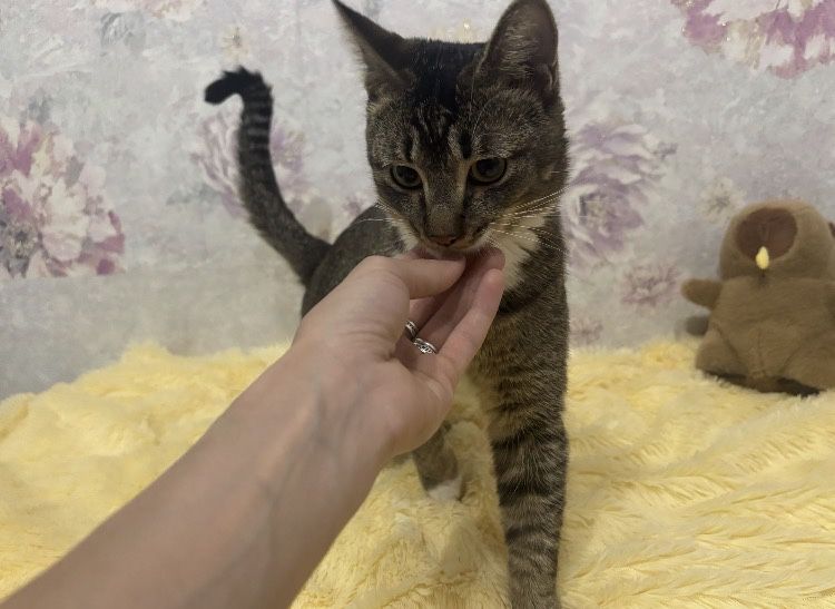 Кот в добрые руки