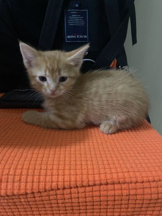 Отдам котенка бесплатно