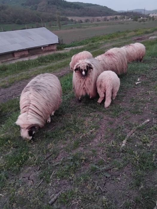 berbecuț  de vănzare