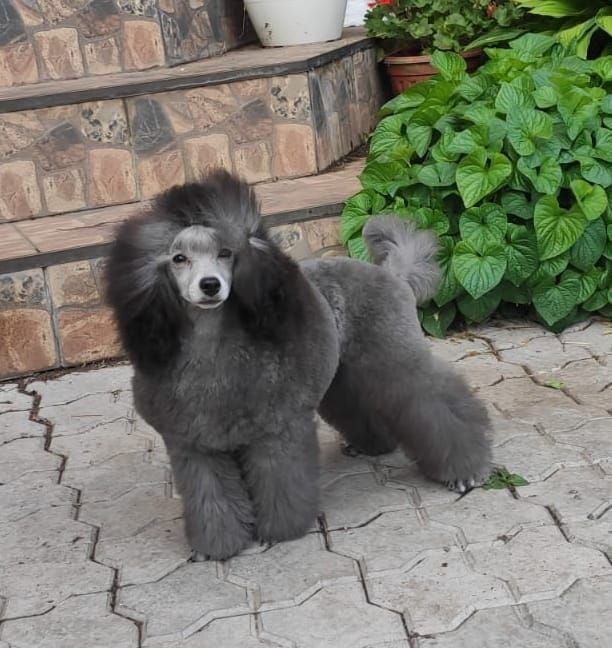 добър приятел на добрите хора