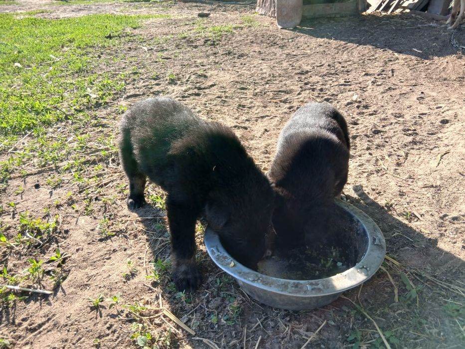 Продам щенят немецкой овчарки