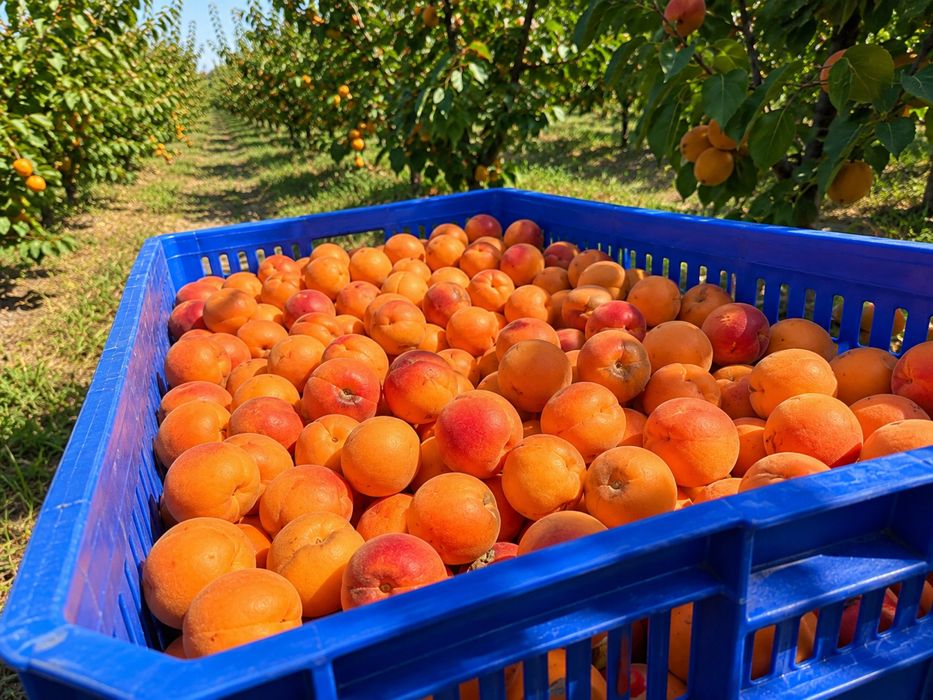 CAISE DE LIVADĂ – Dulci, zemoase și cu randament excelent la țuică