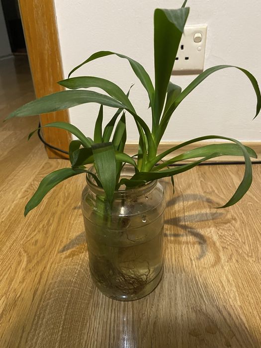 Продам отростки юкки