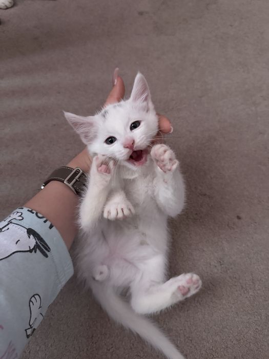 Отдам котят в заботливые и любящие руки