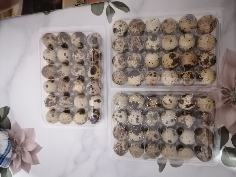 Pui de prepeliță și oua de prepeliță pentru consum