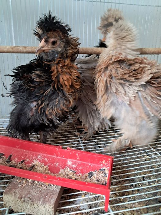 Puișori de moțate ,barboase,încălțate frezate