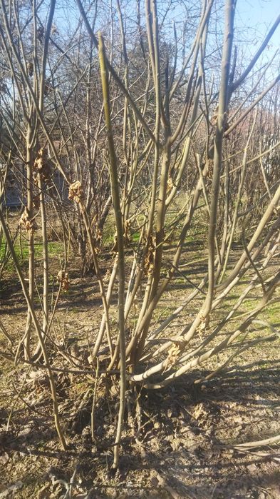 Саженцы плодовых