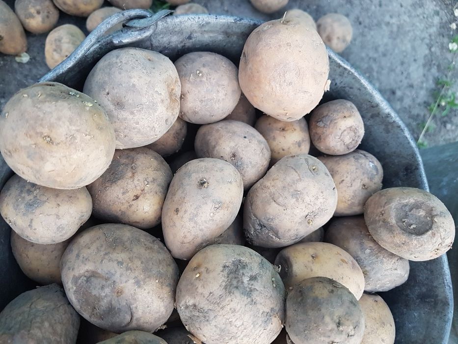 Семена картошки семенной картофель