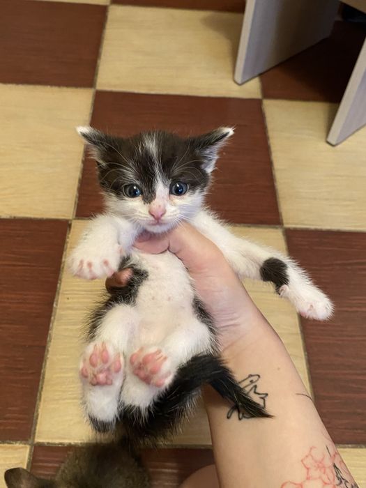 отдам котят в добрые руки