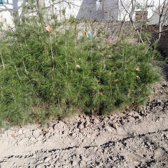 Сосна арча кучатлари сотилади келишамиз