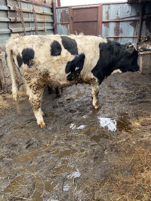 Продам 2 быка и телку