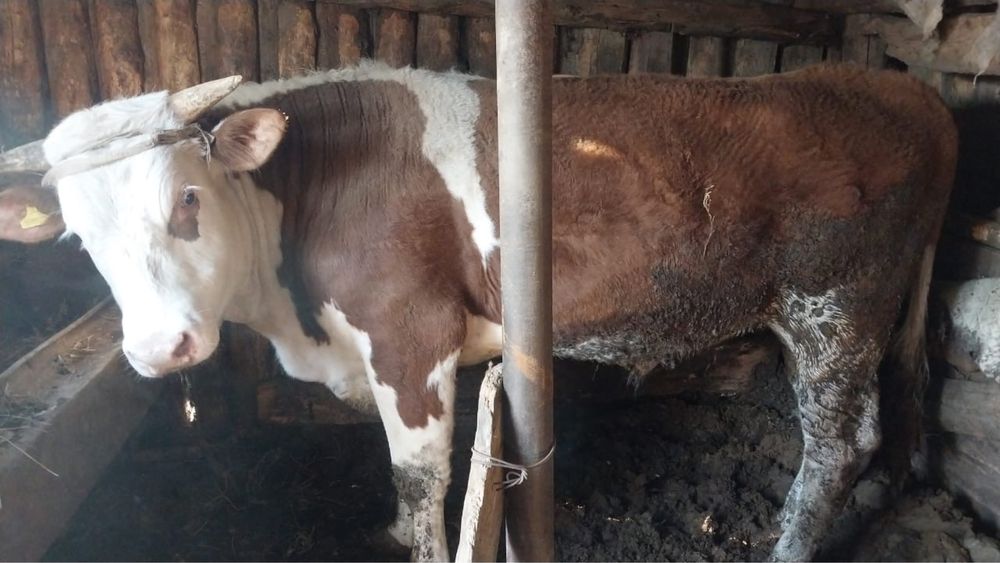 Продам племяного быка