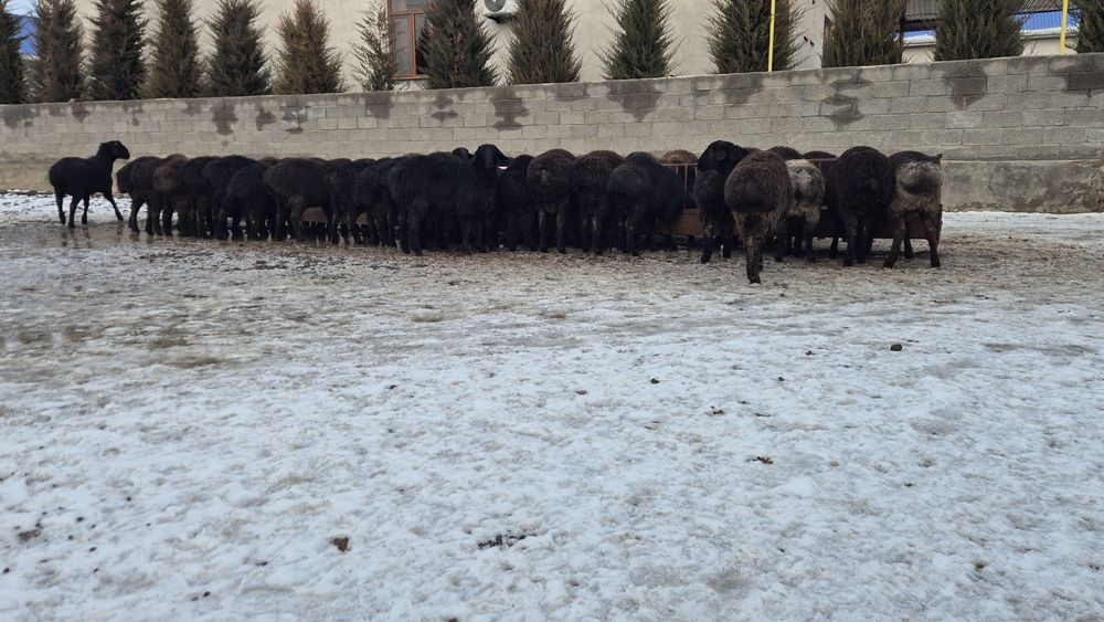 Қошқарлар. Парода