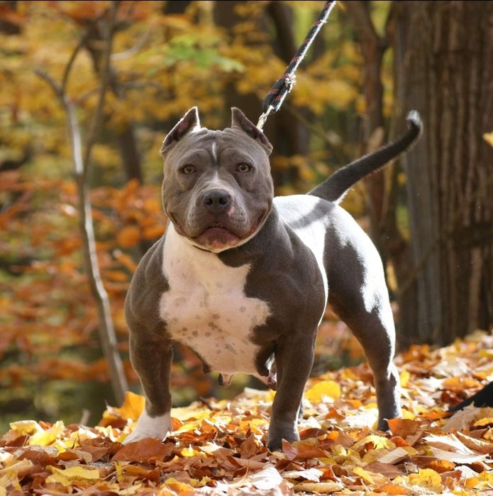 Femela American Bully pocket, BigDogs Romania bloodline