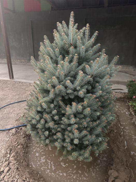 8 та Галубой ел арча Кримский сотилади.