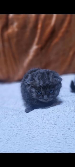 Вислоухие котята