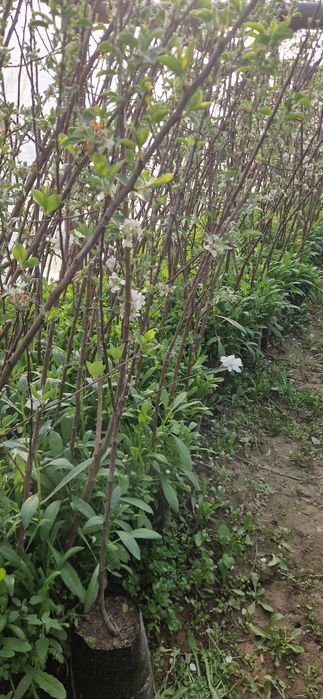 Саженцы в горшочке