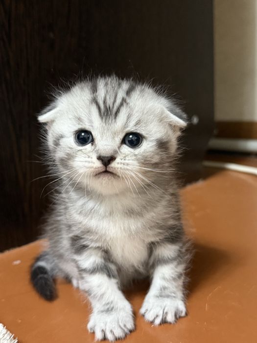 Котята, Скоттиш фолд, котенок