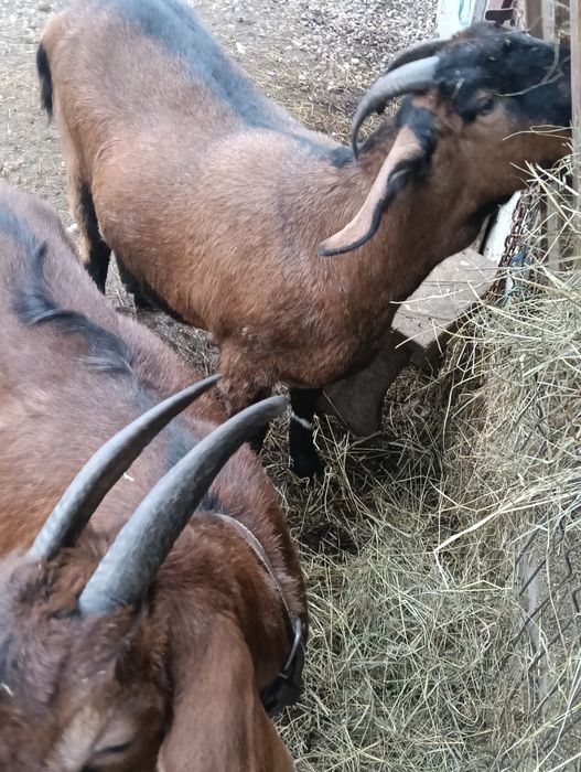 Capre metiș anglonubian -alpin francez