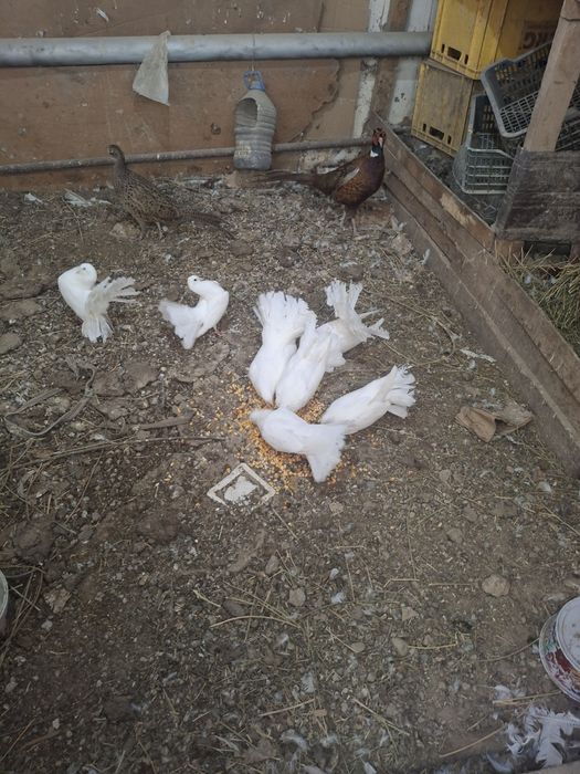 Павлин кептерлер.