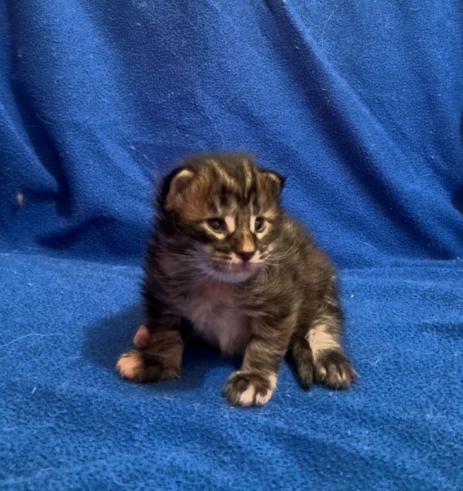 Милейшие котята Мейн Кун