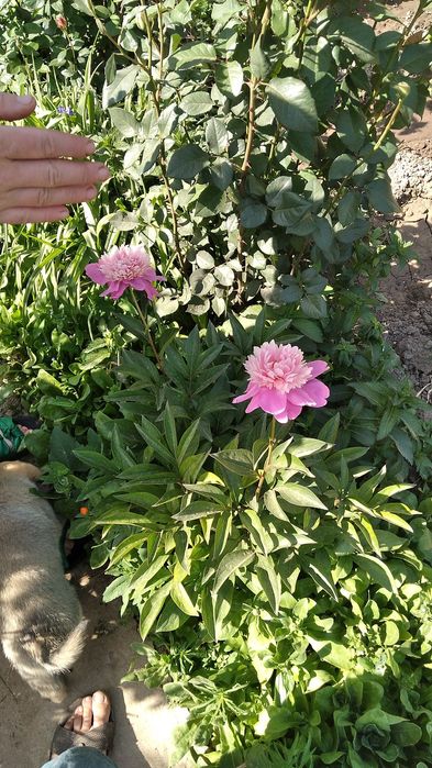 Цветы ниже рыночной