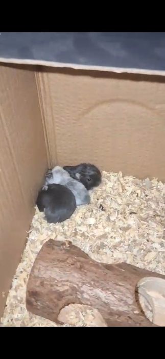 Vand {HAMSTER PITIC} trmen de supravetuire  ,antre 2-3 ANI