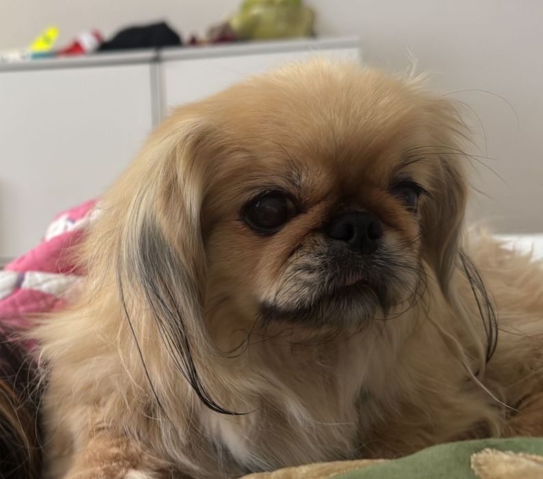 Пропала собака Пекинесс