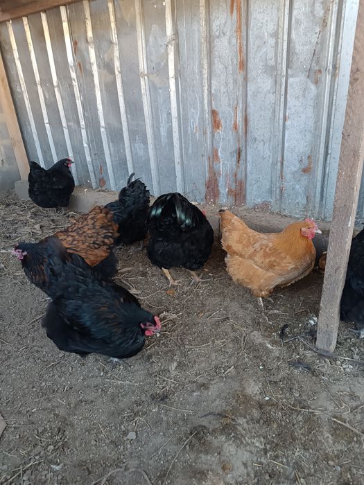 Инкубация жумыртқа