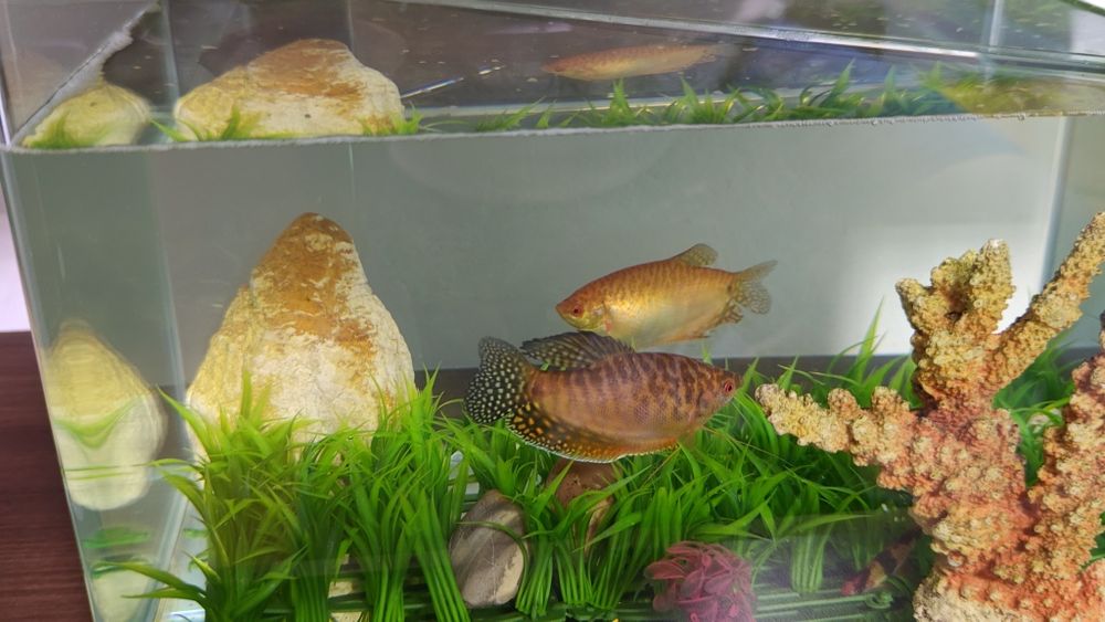 Pesti exotici de acvariu gurami/gourami si puntigrus tetrazona