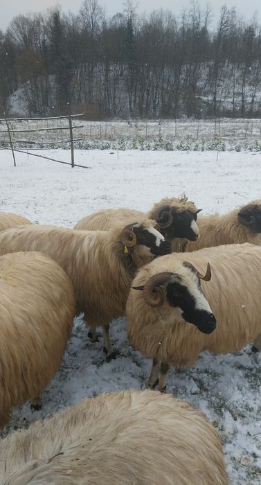Da vânzare oii breză.