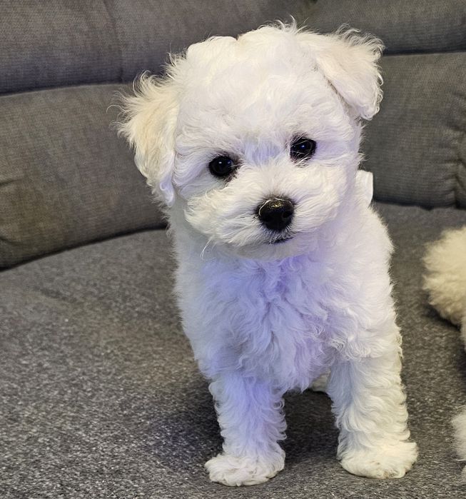 Bichon Frise cu pedigree-pregătiți să-și umple noua familie cu dragoste și bucurie