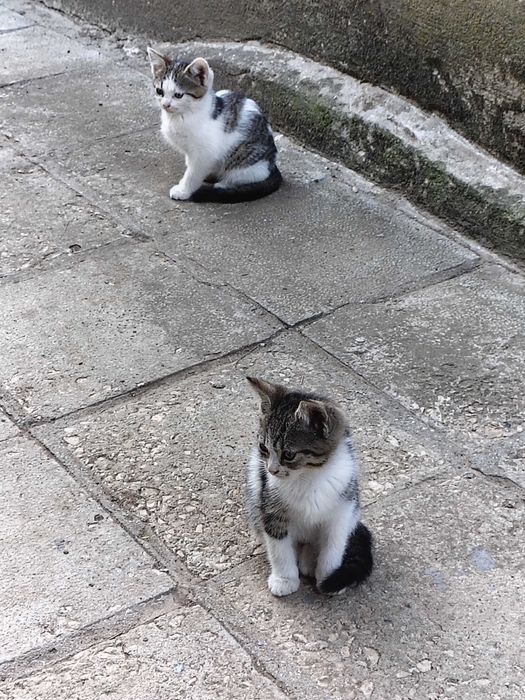Подарявам дворни котенца
