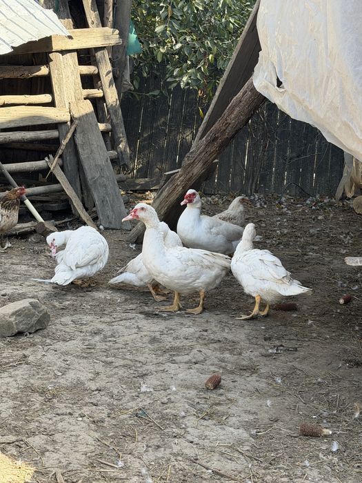 Gâște / Rațe de casă