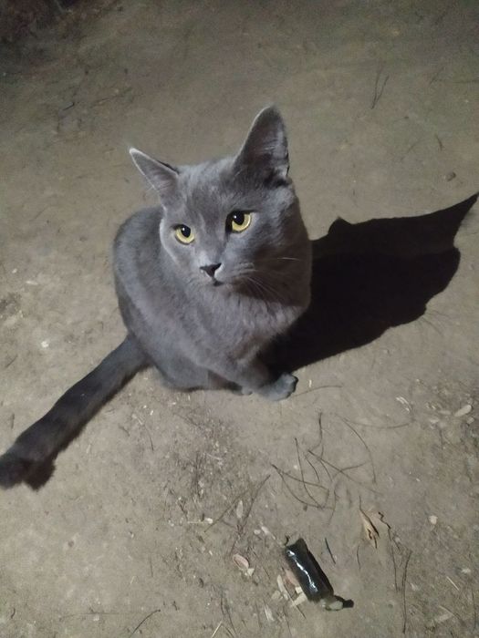 Mushu ismi ASKABAN adasi SCOTIFOLD