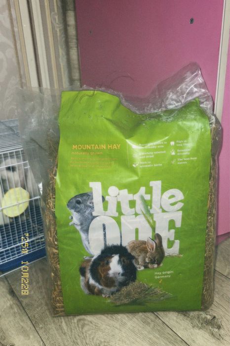 декоротивный кролик