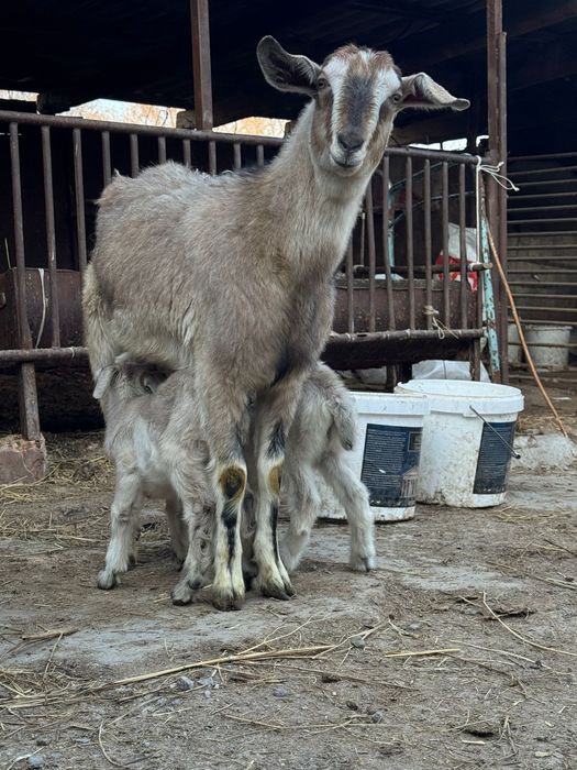 Ешкі  коз козлят .