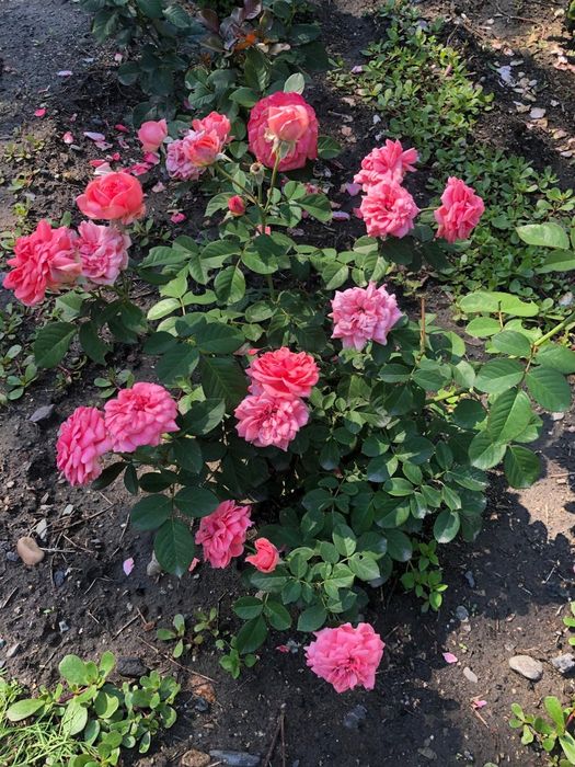 Продам 3х-комнатный дом