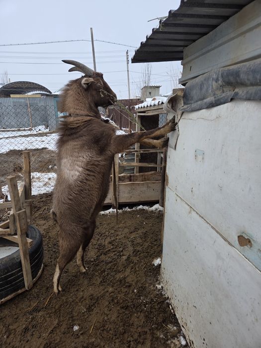 Теке қашыруға ұсынамыз!