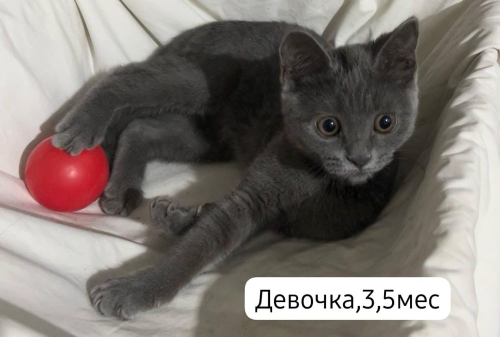Котята бесплатно⁹