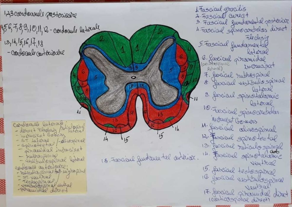 Meditații la BIOLOGIE pentru ADMITERE la facultatea de medicină