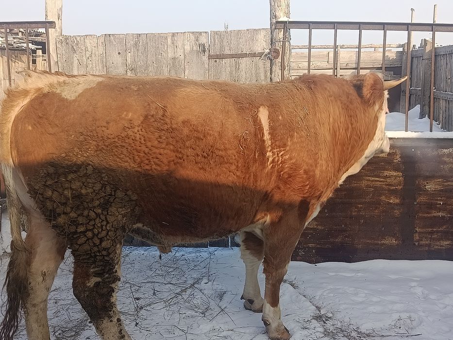 Продам племенного быка симментала.