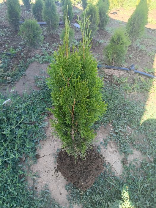 Западна туя  0.60-0.70м. ПРОИЗВОДИТЕЛ