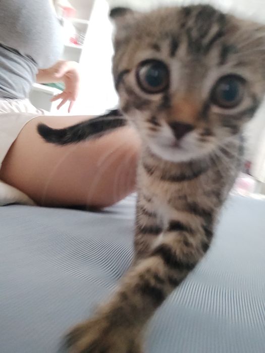 Котенок девочка скотиш фолд